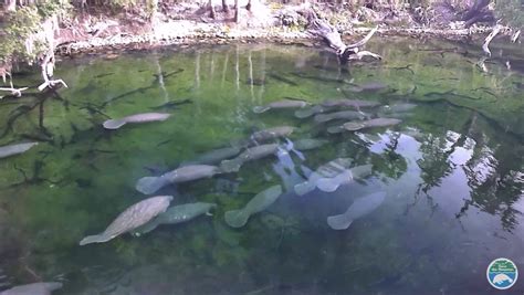 WATCH: Large manatee mating herd gathers in Florida state park